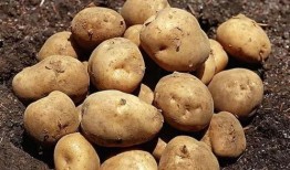 茭瓜土豆可以混吃吗,营养互补的美食探索