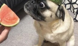 ch的吃瓜表情包,揭秘网络时代的社交新宠