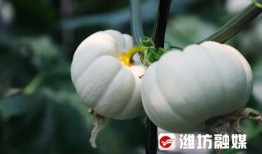 潍坊吃瓜最新,揭秘当地特色美食背后的故事