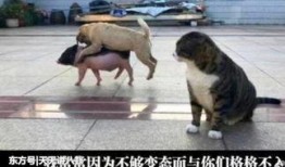 在家里可以放马吃瓜吗,马儿悠闲吃瓜时光