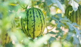 山东捎瓜怎么吃,捎瓜的多样吃法探索