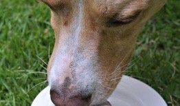 小狗吃方瓜好吗怎么吃,美味与健康的完美结合