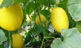 吃哈密瓜前泡水,解锁美味新食法，营养翻倍的秘密