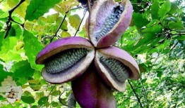 小野吃八月瓜,小野的八月瓜探险记