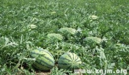 梦见到瓜地吃瓜,一场甜蜜的瓜果盛宴