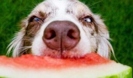 狗子可以吃白瓜吗吗