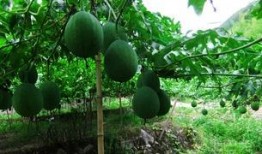 吊瓜是怎么吃的,探索吊瓜的美味之旅