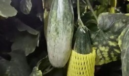 梦到摘羊角瓜吃,探寻摘羊角瓜的神秘之旅