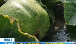 瓜农吃瓜网站,揭秘瓜农生活，畅享田园乐趣