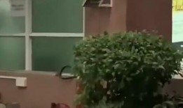 吴桥吃瓜新闻,揭秘当地奇特民俗现象