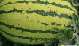 吃瓜不吃瓜有啥用处吗,揭秘网络热议背后的实用价值