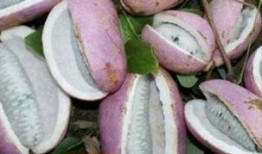 小野吃八月瓜,小野的八月瓜探险记