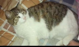 京瓜猫可以吃吗,揭秘猫咪的饮食新选择——可以吃吗？