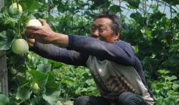 济宁卫校吃瓜,一场校园“吃瓜”事件的背后真相