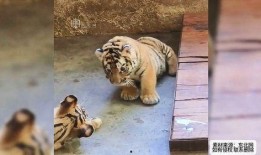 吃瓜国服老虎,揭秘老虎的神秘世界