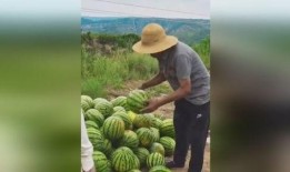 吃瓜的游客,游客眼中的夏日狂欢盛宴