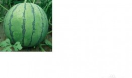 蓬莱抖音吃瓜事件,揭秘网络舆论的狂欢与反思