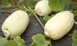 潍坊吃瓜最新,揭秘当地特色美食背后的故事