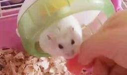 吃瓜视频和懒虫,揭秘网络娱乐新潮流