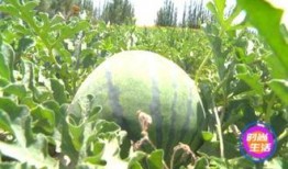 国际新城吃瓜,吃瓜群众眼中的繁华盛景