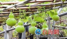 怀孕吃葫芦瓜,营养美味两不误的孕期食谱推荐