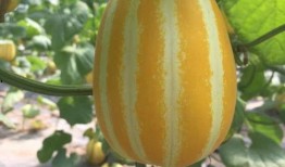 吃瓜情报处在哪里,吃瓜情报处神秘基地大揭秘