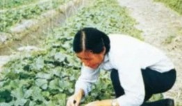 躺在瓜田里吃瓜,躺卧瓜田，尽享夏日清凉