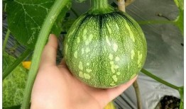 福建吃瓜突然发疯,全民狂欢背后的社会热潮解析