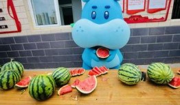 吃瓜精英锦鲤,揭秘网络红人的崛起之路