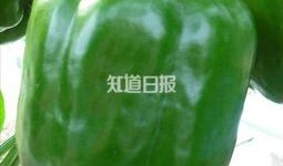 带你吃瓜奇葩大全,带你吃瓜奇葩大全里的奇闻异事