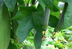 水瓜可以怎么吃