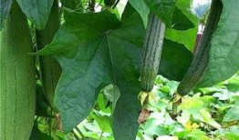 水瓜可以怎么吃