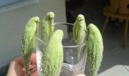 群吃群瓜,揭秘网络社交中的八卦文化现象