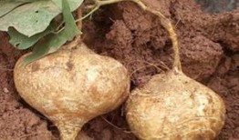 感冒可以吃土耳瓜吗